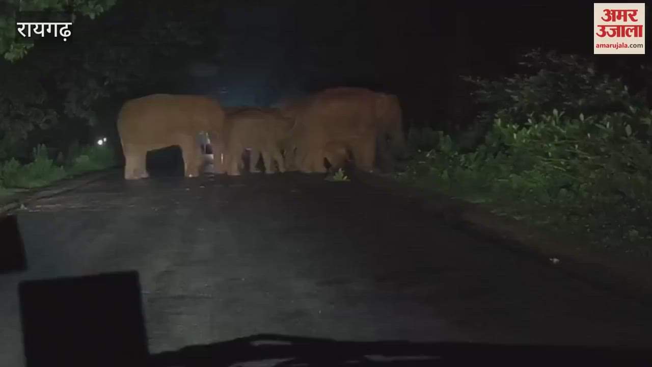 A group of elephants was seen crossing the road
