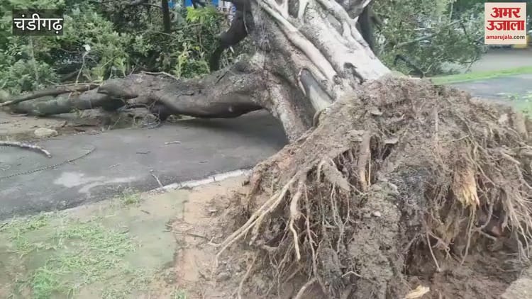 Tree Fell On Chandigarh Sector 9 Madhya Marg – Amar Ujala Hindi News Live