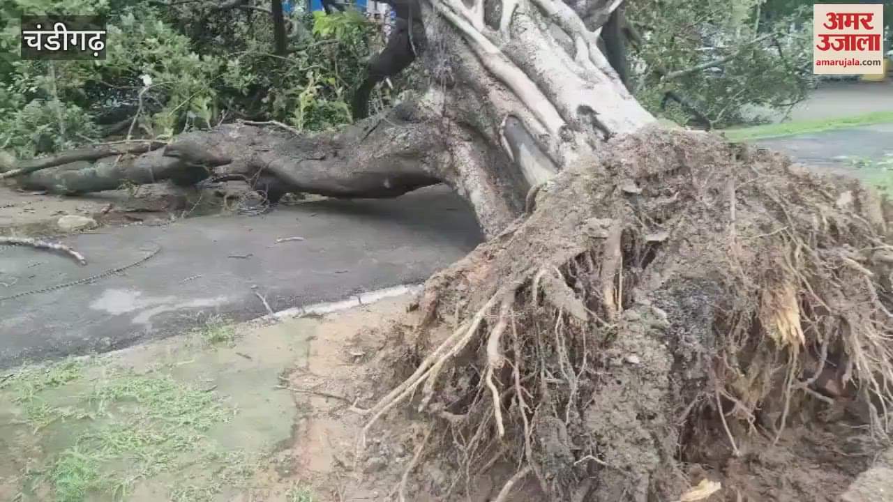 Tree fell on Chandigarh Sector 9 Madhya Marg