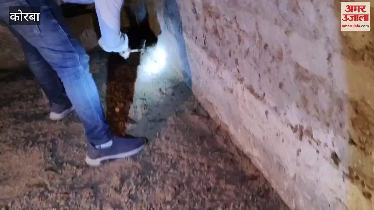 poultry farm 15 feet long python swallowed one chicken