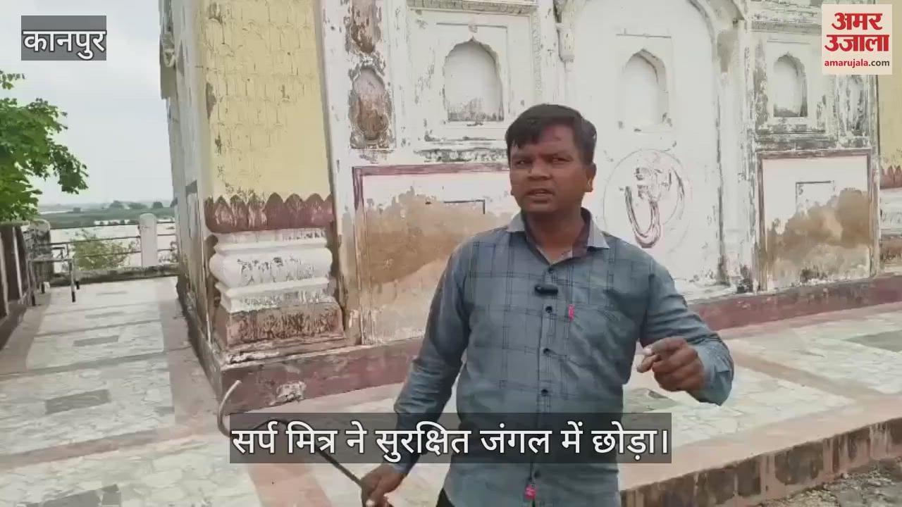 कानपुर के सरसौल में गंगा की बाढ़ में बहकर पहुंचा जहरीला रसल वाइपर