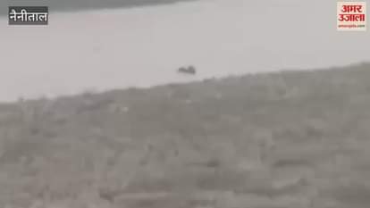 Two elephants trapped in Kosi river