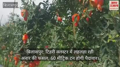 Bilaspur: Pomegranate crop flourishing in Tehri cluster, 60 metric tons will be produced
