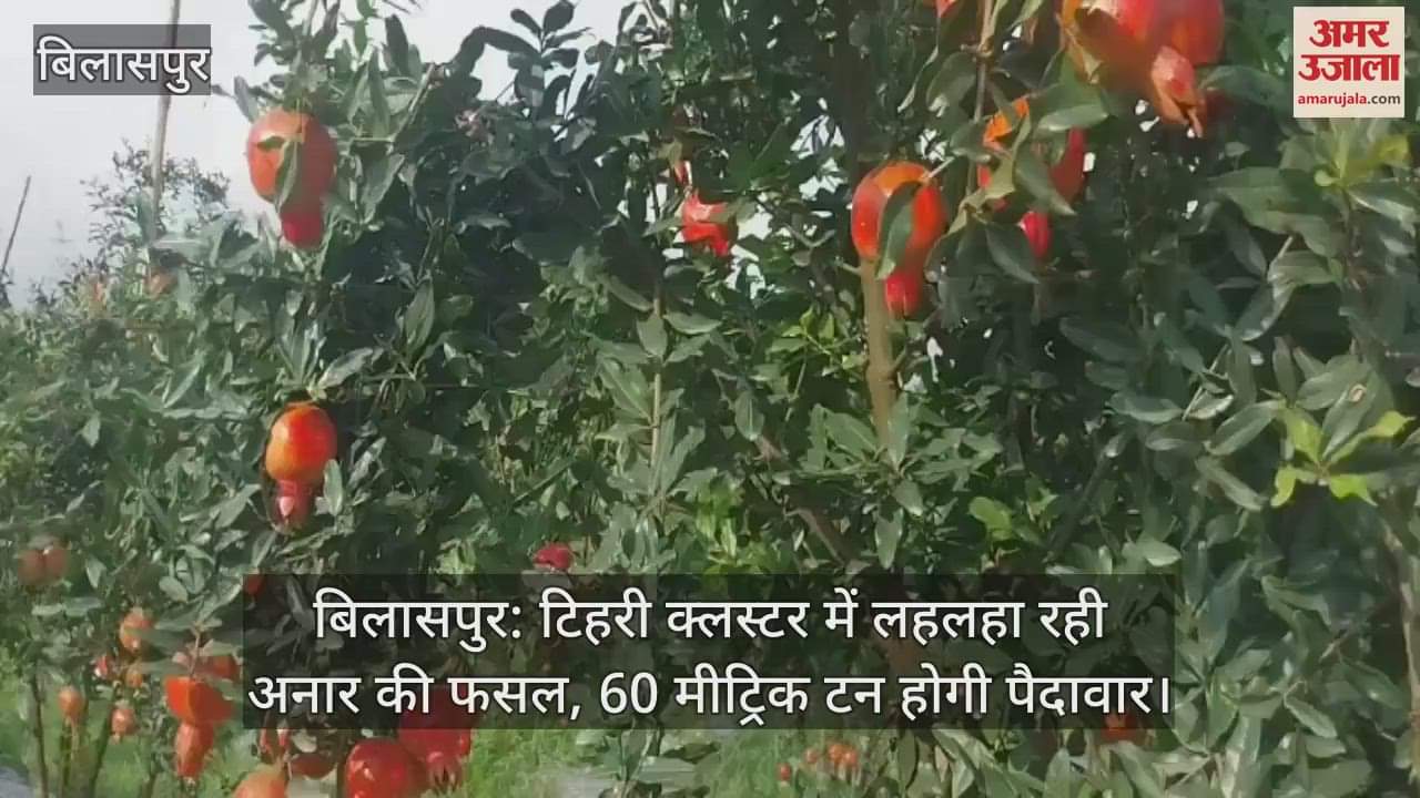 Bilaspur: Pomegranate crop flourishing in Tehri cluster, 60 metric tons will be produced