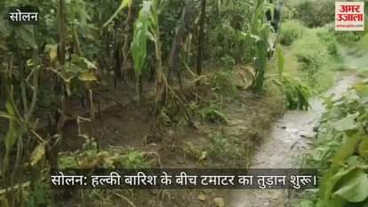 Solan: Tomato harvesting begins amid light rain