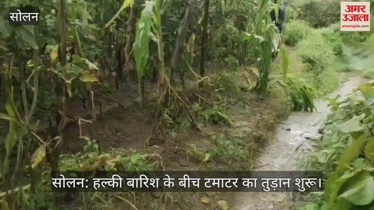 Solan: Tomato harvesting begins amid light rain