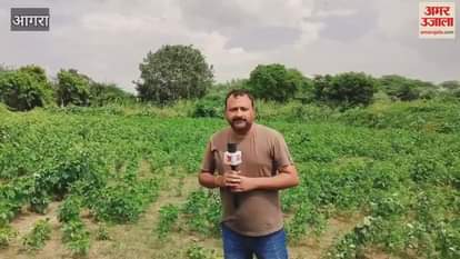 Yamuna in spate... huge damage to vegetable crops