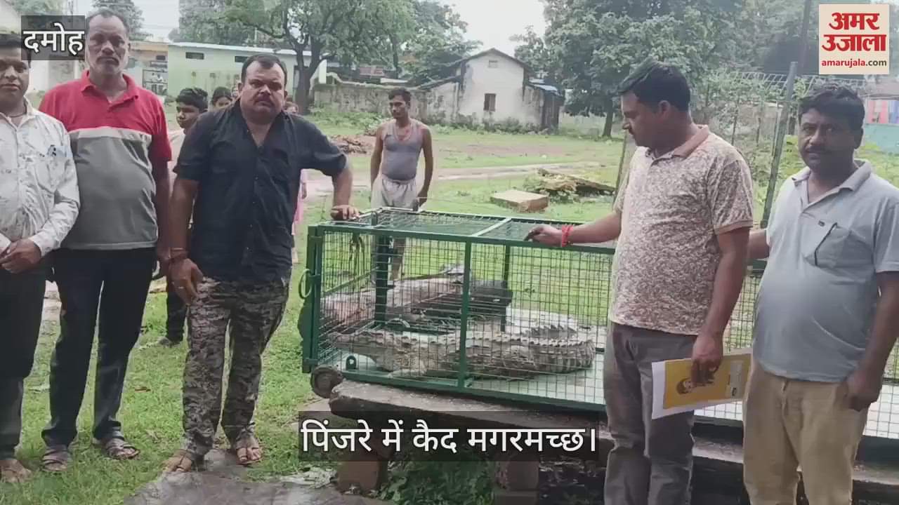 The crocodile that was spreading panic for a week got trapped in a cage