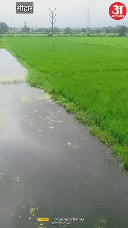 Sehore News: Crocodile seen in a field in Budhni, panic in the area