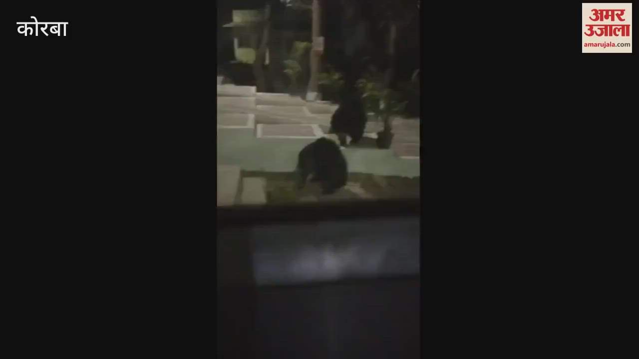 Bear terror in Korba  As soon as the power goes off wild animals reach the resort's garden