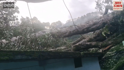 peepal tree fell on top of residential houses in Bagar Tola, Nanded.