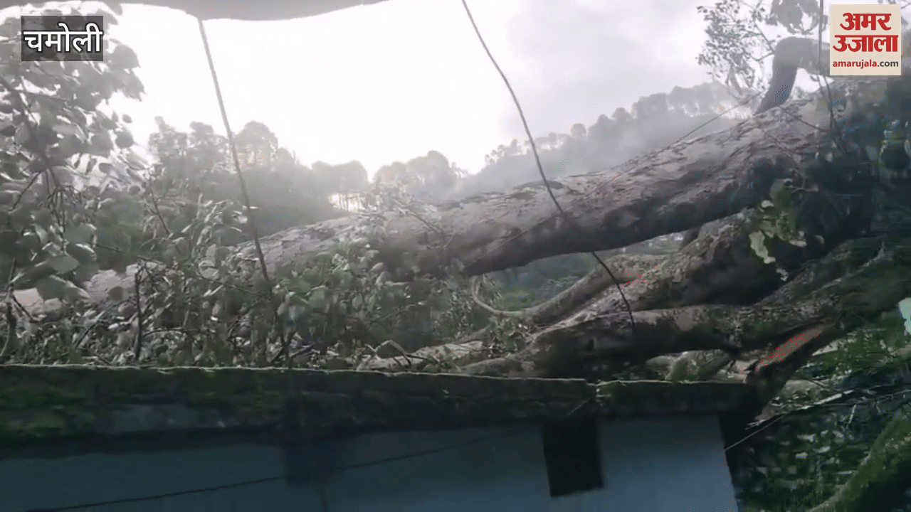 peepal tree fell on top of residential houses in Bagar Tola, Nanded.