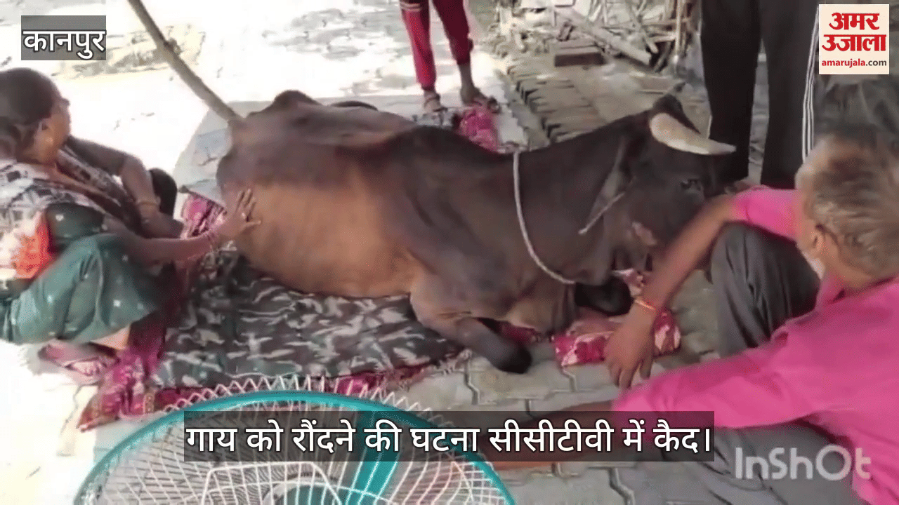 कानपुर में चालक ने पालतू गाय पर चढ़ा दिया लोडर, पीड़ित मालिक ने थाने में दी तहरीर