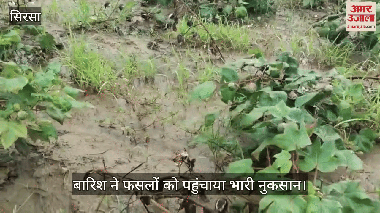 The rain caused heavy damage to the crops