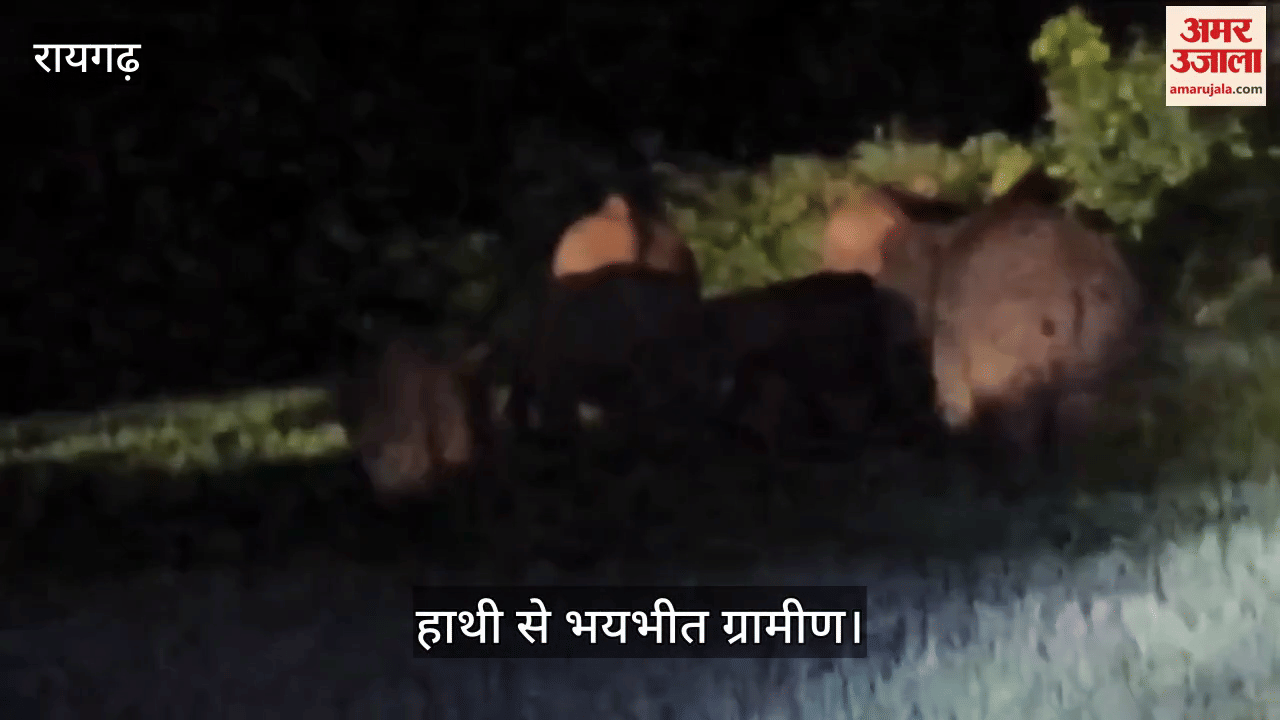 Elephants in Raigad disturbed the sleep of the villagers forced them to stay awake the whole night