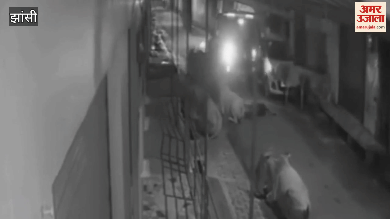 Jhansi: Thar driver trampled a calf, it died on the spot, anyone who watches this video of cruelty will tremble