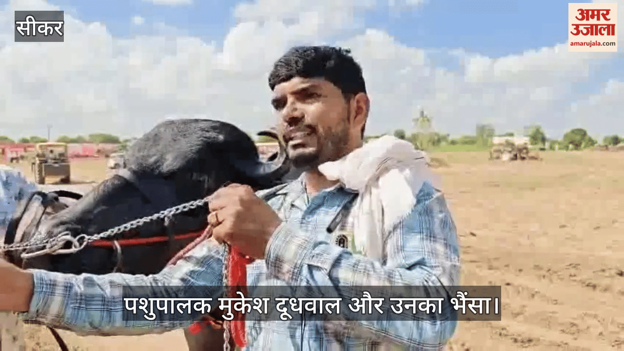 Sikar News: Singham Buffalo reached cattle fair, price estimated in crores; became star of fame