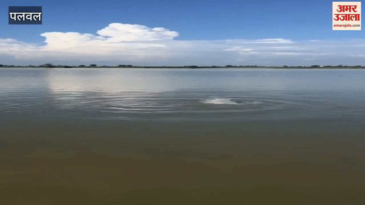 Due to rising water level of Yamuna in many villages of Palwal, paddy and sugarcane crops were destroyed