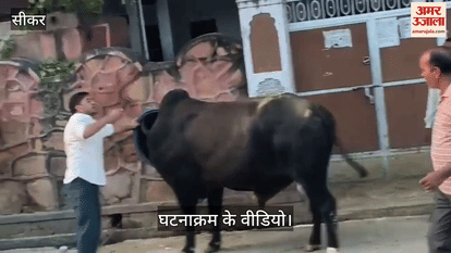 Sikar News: Blue drum in news again, this time stuck in head of a bull; created a stir for 10 minutes
