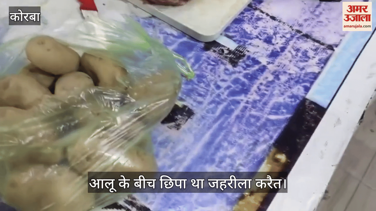 poisonous krait was hidden among potatoes in the kitchen of a cafe in Korba