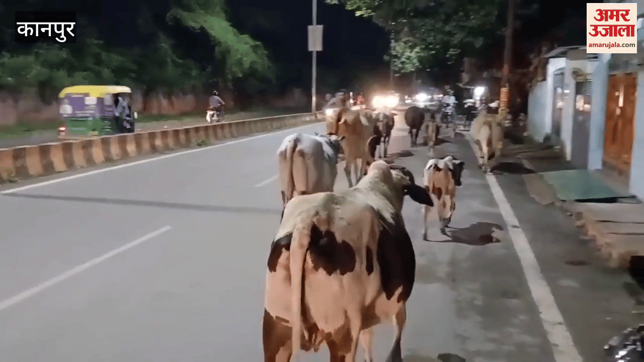 Stray cattle roaming on the roads are inviting accidents