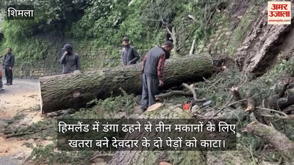 Two deodar trees which were posing threat to three houses due to collapse of dam in Himland were cut down