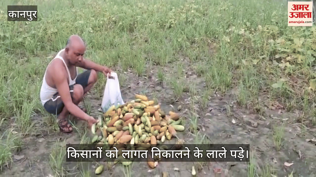 कानपुर के भीतरगांव में लगातार बारिश में बर्बाद हुई खीरे की फसल