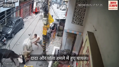 VIDEO: दो गायों ने दादा औ पोते पर हमला कर किया घायल