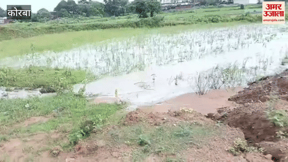 ash coming out of power plants in Korba is destroying crops of farmers