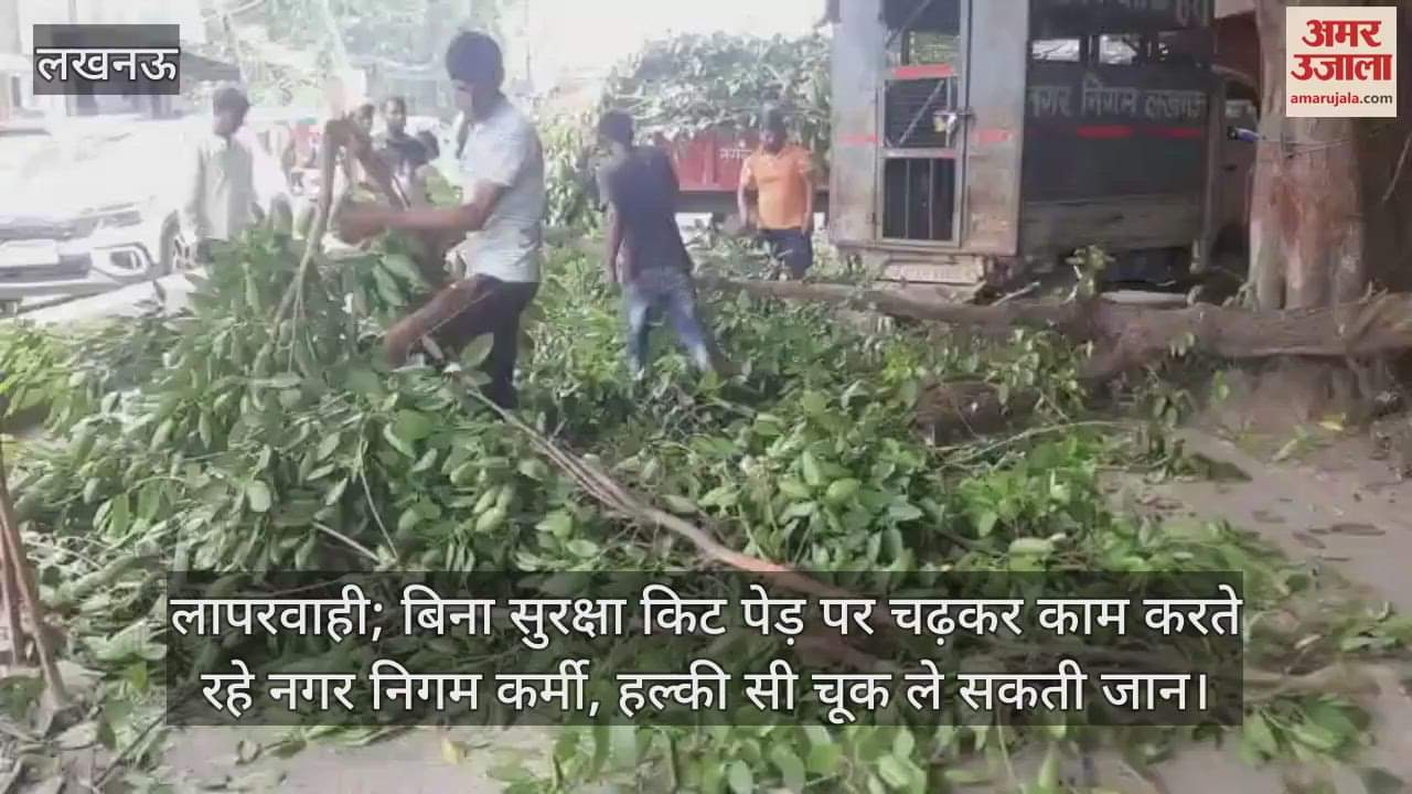 लापरवाही; बिना सुरक्षा किट पेड़ पर चढ़कर काम करते रहे नगर निगम कर्मी, हल्की सी चूक ले सकती जान