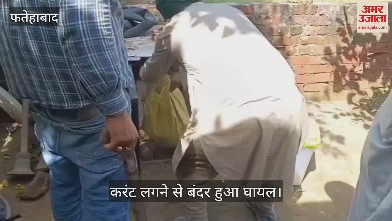 Monkey got injured due to electric shock