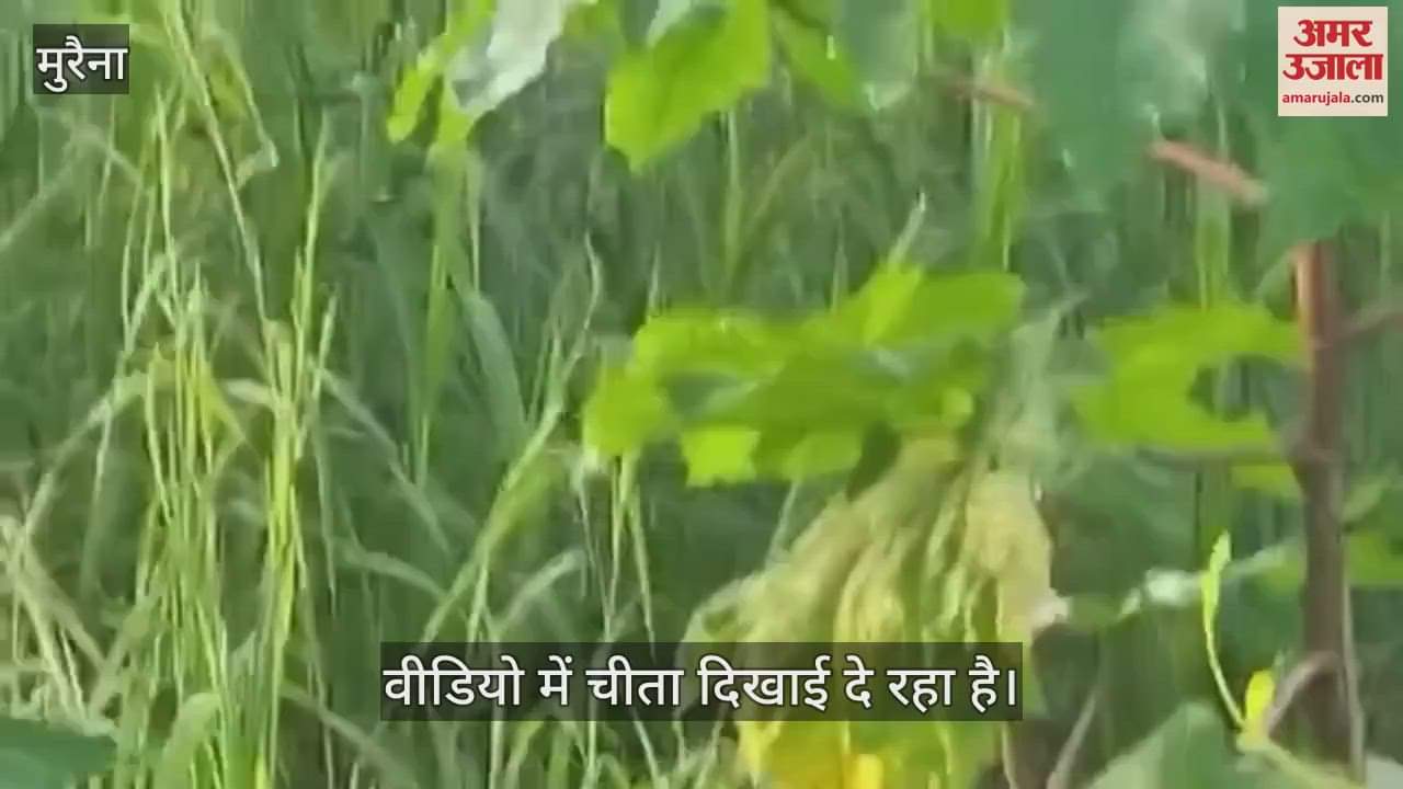 Cheetah has been roaming among the villagers in Morena for a week, forest department team is chasing it