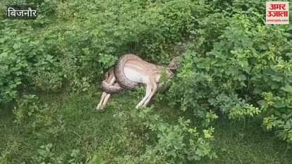 Bijnor: A giant python started swallowing a chital in the colony, the forest department rescued it