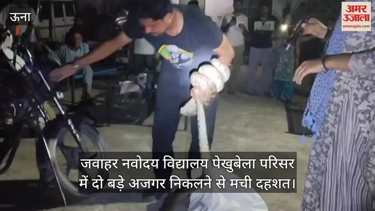 Panic spread after two big pythons appeared in Jawahar Navodaya Vidyalaya Pekhubela campus