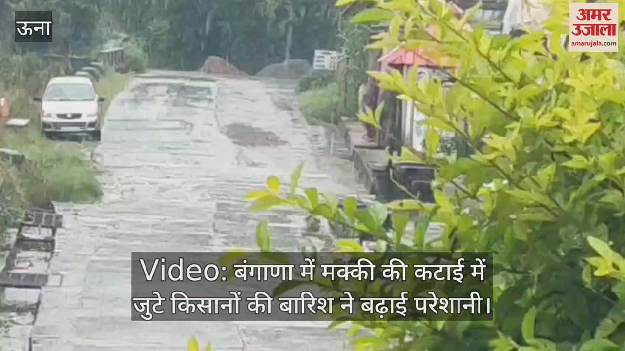 Rain increased the problems of farmers engaged in harvesting maize in Bangana