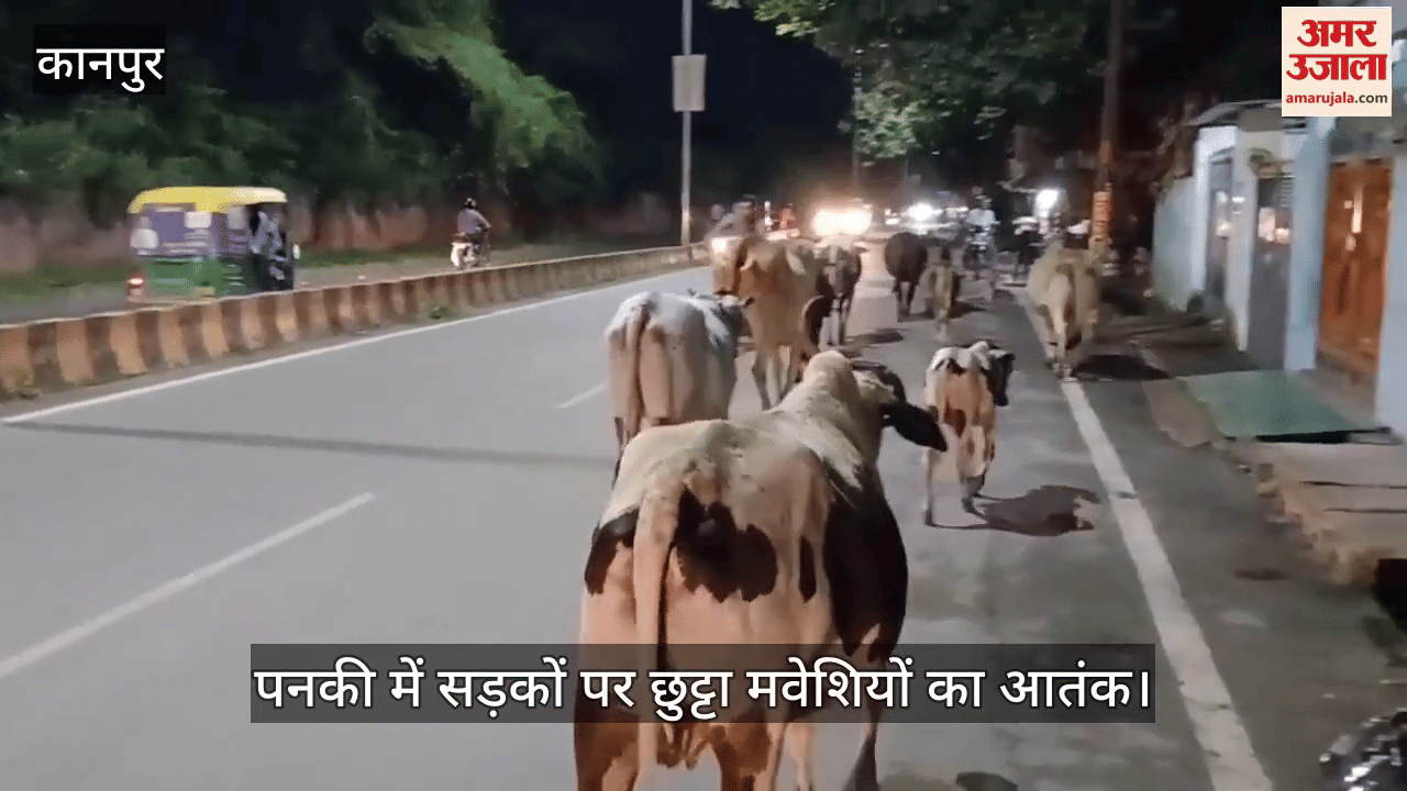 कानपुर में हादसों को दावत देते छुट्टा मवेशी, पनकी की सड़कों पर यातायात बाधित, राहगीरों की मुश्किलें बढ़ीं
