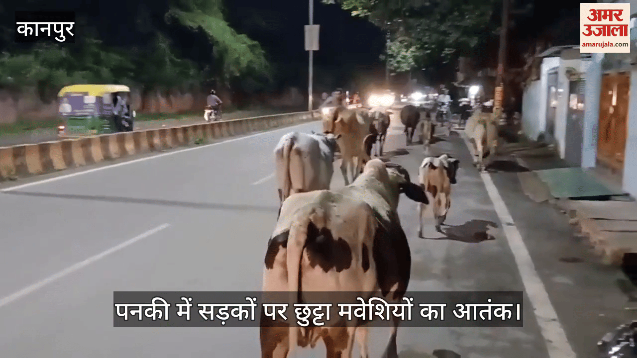 कानपुर में हादसों को दावत देते छुट्टा मवेशी, पनकी की सड़कों पर यातायात बाधित, राहगीरों की मुश्किलें बढ़ीं