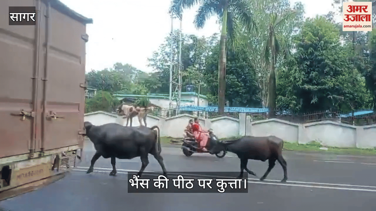 Video of dog riding on the back of a moving buffalo goes viral on social media