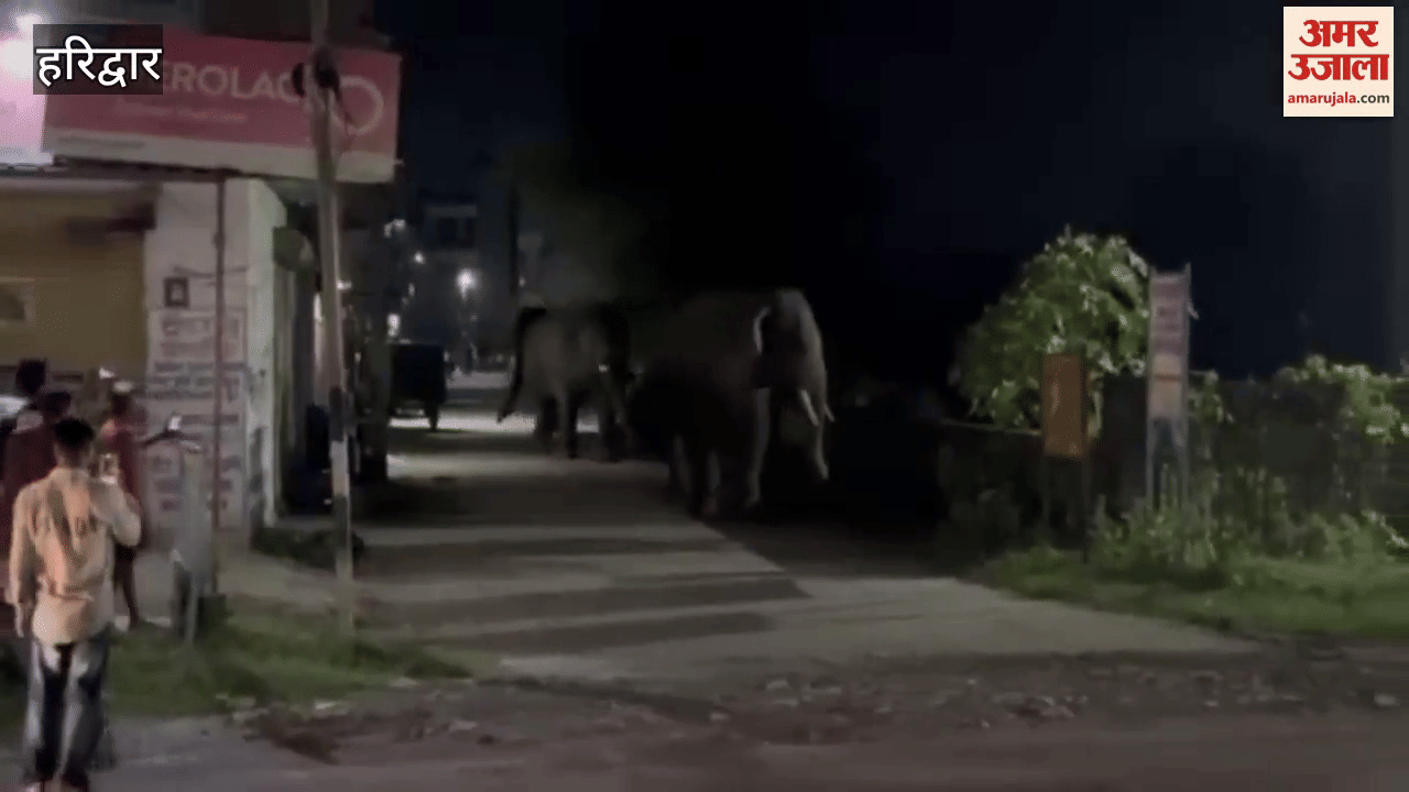 Haridwar: A herd of elephants again entered the populated area of Jagjitpur, video is going viral