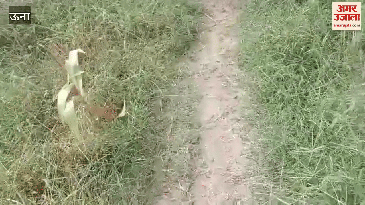 Una Difficulties in sowing potatoes farmers troubled due to lack of planter machines and laborers