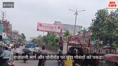 कानपुर: शुक्लागंज में अभियान चलाकर पकड़े आवारा मवेशी, 10 छुट्टा गोवंशों को गोशाला भेजा