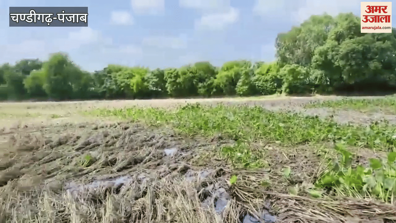 Paddy crop destroyed in flood affected villages of Ferozepur