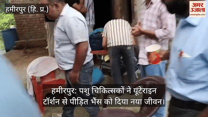 Hamirpur: Veterinarians gave new life to a buffalo suffering from uterine torsion