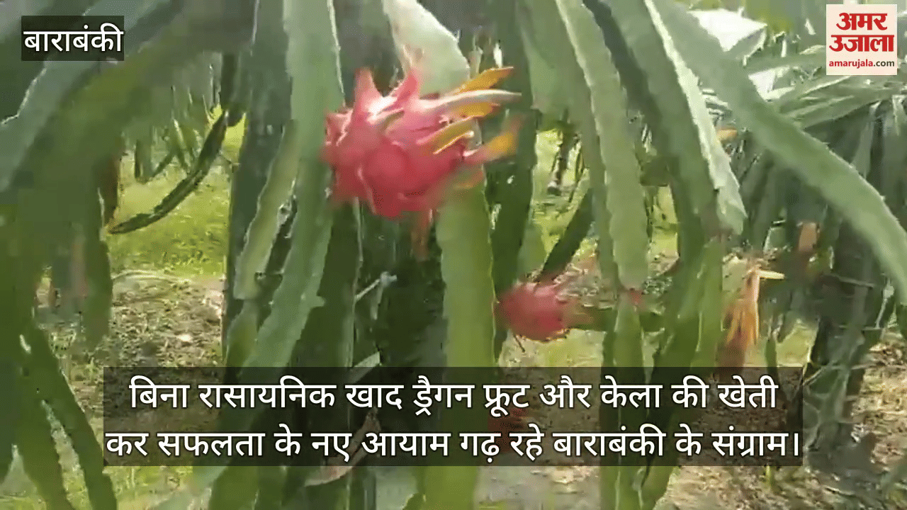 बिना रासायनिक खाद ड्रैगन फ्रूट और केला की खेती कर सफलता के नए आयाम गढ़ रहे बाराबंकी के संग्राम