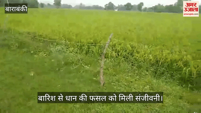 बाराबंकी में बारिश से धान की फसल को मिली संजीवनी