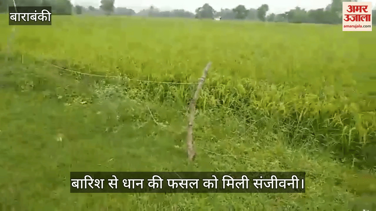 बाराबंकी में बारिश से धान की फसल को मिली संजीवनी