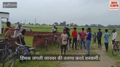 A forest department team was engaged to capture the wild animal, which had attacked a day earlier.