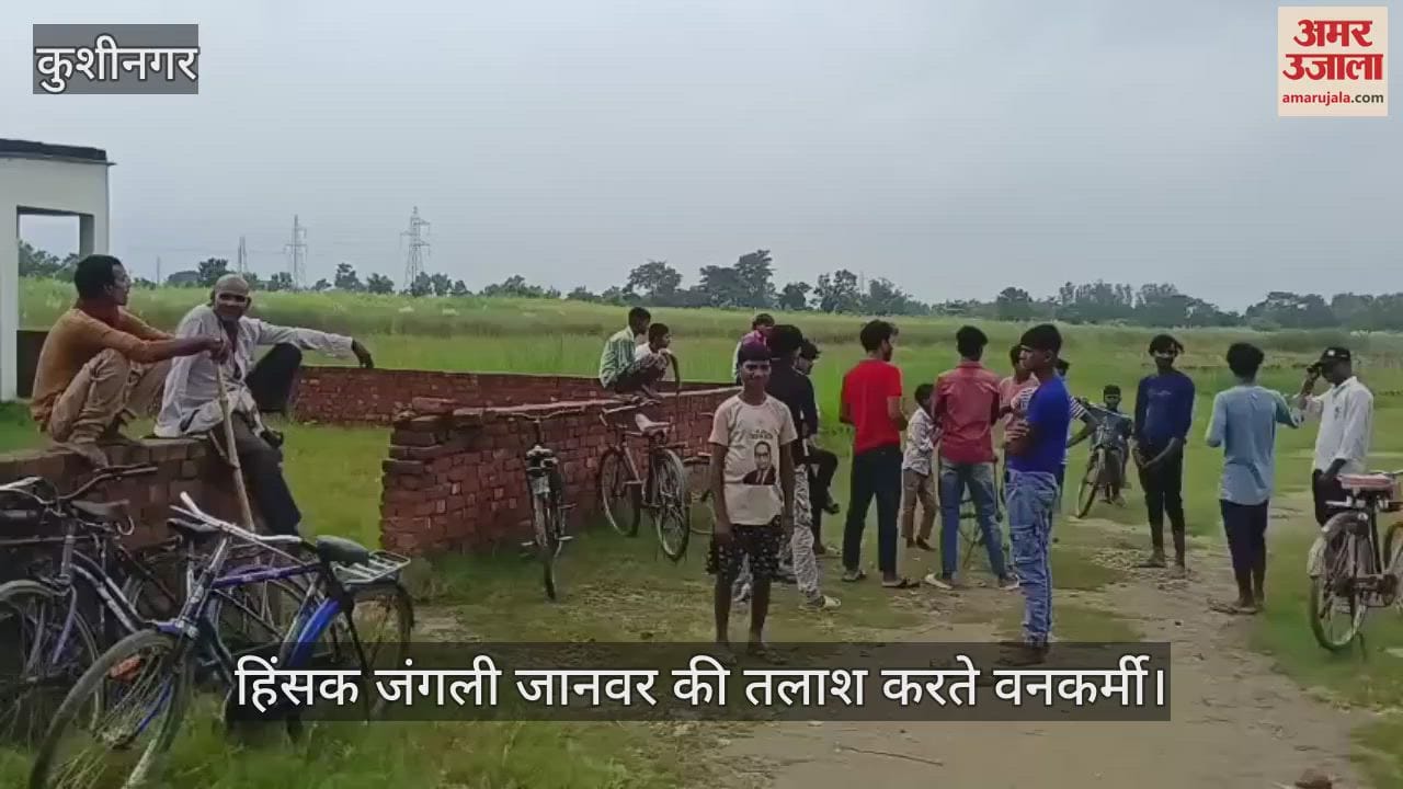 A forest department team was engaged to capture the wild animal, which had attacked a day earlier.