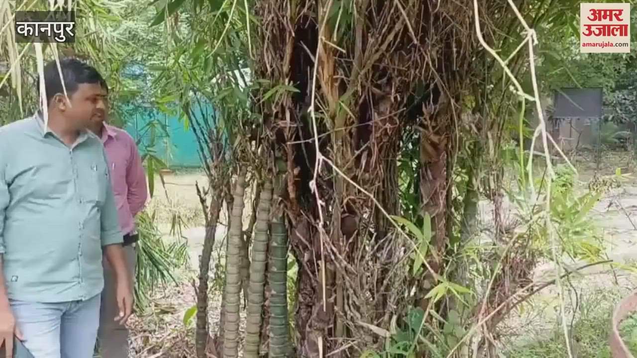 Forest Research Institute on GT Road has developed 10 species of bamboo