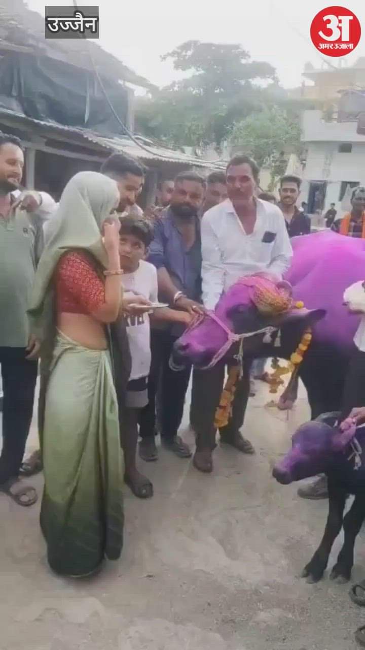 celebration of bringing the buffalo. A band called for, a turban was worn and gulal was thrown